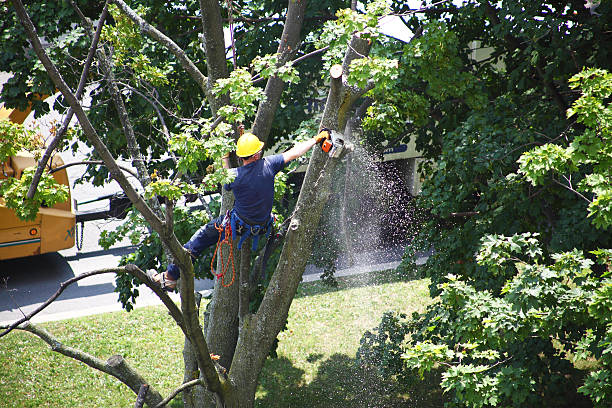 Best Tree and Shrub Care  in Ttapoisett Center, MA