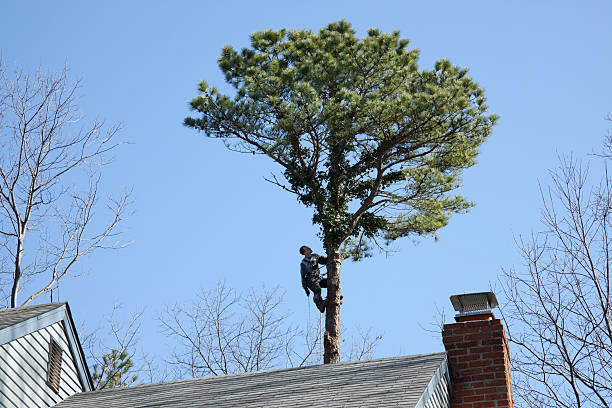 Best Root Management and Removal  in Ttapoisett Center, MA